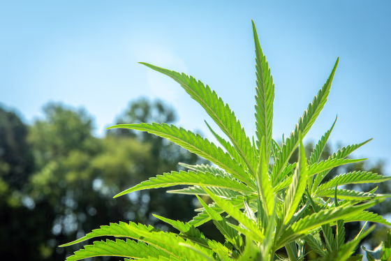 Image: Industrial Hemp (Cannabis sativa) growing commercially on the eastern shore of Maryland