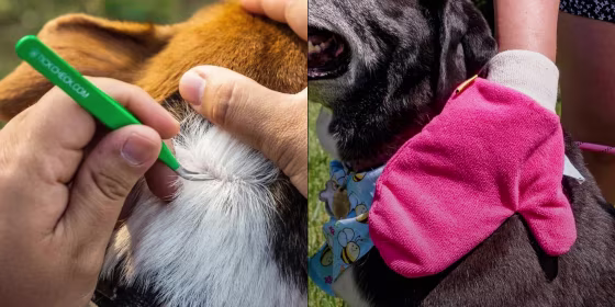 Not all ticks carry disease, but the ones that do can make your dog sick if they’re not taking preventatives year-round.