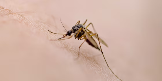 West Nile virus is most commonly spread through mosquitoes and symptoms can range from non-existent to severe.