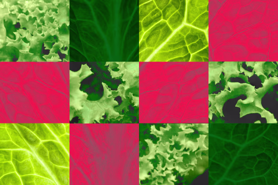 Photo illustration of a grid with different images of lettuce.