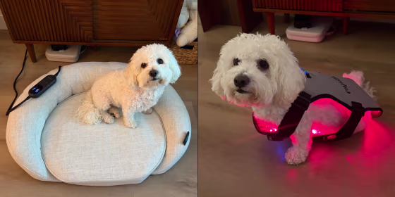 Before using red light therapy, always talk to your vet first, especially if your dog has cancer, active bleeding, reduced skin sensation or is pregnant.