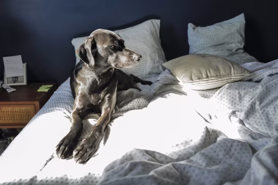 dog laying in a bed with light streaming in through the window