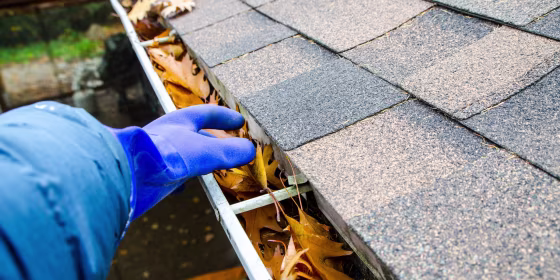 According to experts, you want to wait until almost all the leaves have fallen from the trees.