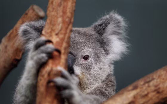 Koalas are Australia's icon to the world, yet how many are left is unknown. The government estimates 200,000 while a conservation group thinks it's around 100,000.