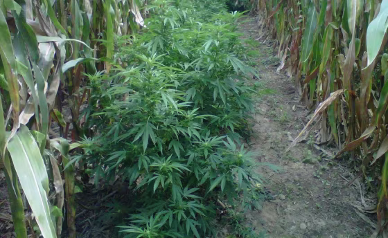 A police photo of marijuana planted in between corn in Harrison County, Ind. The drought across the Midwest is allowing police to easier sight green marijuana crop from the air, next to browning, dry corn.