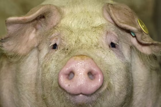 A pig is seen inside its enclosure at a pig farm near Landshut, about 80km north-west of Munich, southern Germany, April 28, 2009. REUTERS/Michaela Rehle (GERMANY ANIMALS)