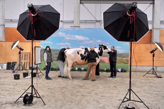 One of the 200 competiting cows  is prepared to be photographed at a studio installed as part of the regional best cow competition called  "Schau der Besten" on February 23, 2012 in Verden, Northern Germany. The owner of the winner gets a 25.000 euros prize. 

 AFP PHOTO / CARMEN JASPERSEN +++ GERMANY OUT (Photo credit should read CARMEN JASPERSEN/AFP/Getty Images)