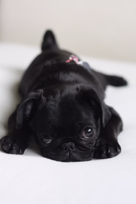 Sad pug puppy