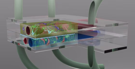 An artist's conception shows a microbrain reactor being developed at Vanderbilt University. The combination of cells and chambers is aimed at reproducing the microenvironment found in the brain, in a device that would be about the size of a grain of rice.