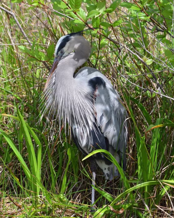 Great Blue Heron, Florida