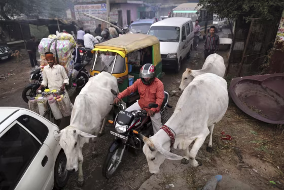 Drivers and cows are jammed in traffic in New Delhi, Nov. 5, 2012.