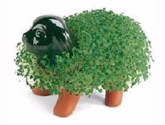The Chia Puppy was one of the first Chia Pets to be introduced in the 1980s by manufacturer Joseph Enterprises Inc.