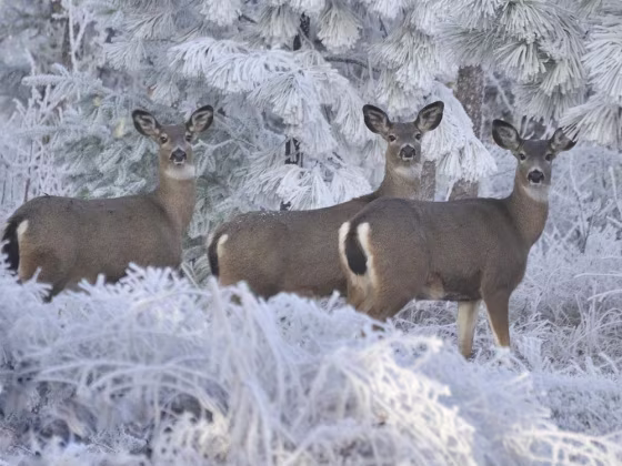 Deer at Seven Mile Hill, The Dalles, Ore.
