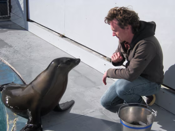 Graduate student Peter Cook trained Ronan, a California sea lion, to bob her head in time with a rhythm.