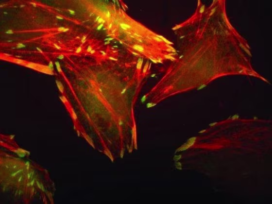 The internal structure of a human immune cell, dubbed