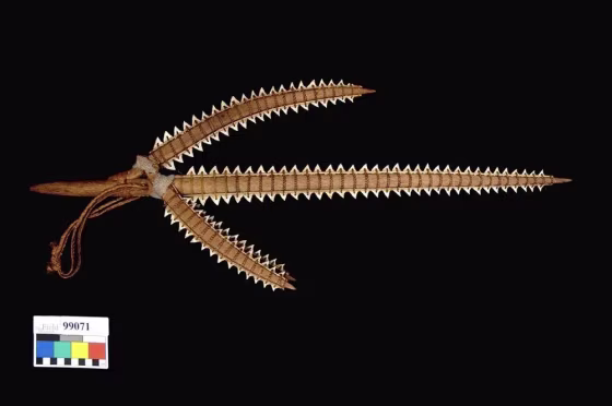A Gilbert Islands shark tooth weapon in the collections of Chicago's Field Museum. Credit: Drew J, Philipp C, Westneat MW (2013) Shark Tooth Weapons from the 19th Century Reflect Shifting Baselines in Central Pacific Predator Assemblies. PLOS ONE 8(4): e59855. doi:10.1371/journal.pone.0059855.