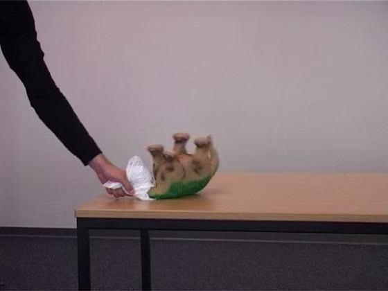 In new research, volunteers showed empathy while watching videos of a dinosaur robot being treated violently.