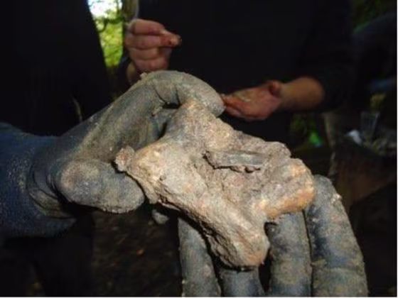 Researchers have uncovered animal bones, flint tools and evidence of burning that predates the first stones at Stonehenge by nearly 5,000 years. Here, an animal bone, with a point still in it.