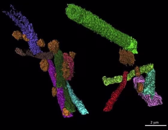 A three-dimensional reconstruction of tubular Gunflintia microbes being consumed by smaller rod- and sphere-shaped bacteria.
