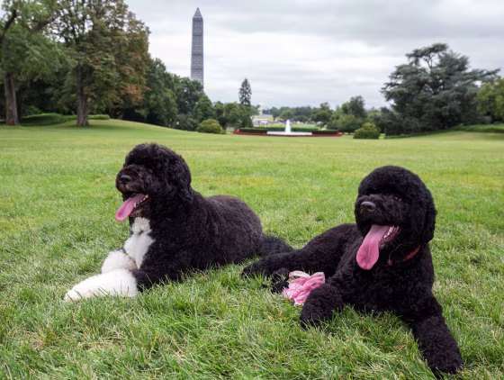 In this image released by The White House, Bo, left, and Sunny, the Obama family dogs, lounge on the South Lawn of the White House, Monday, Aug. 19, 2013.