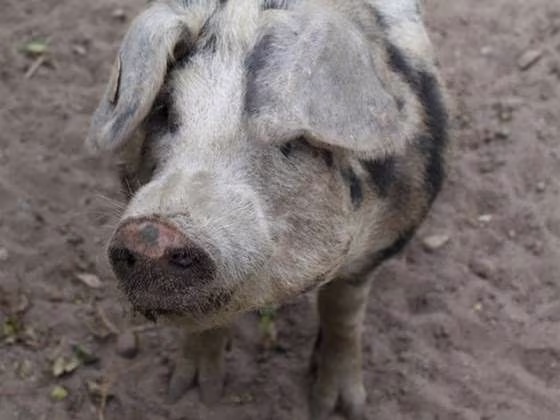 Image: Hog