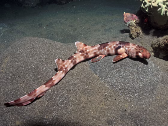 Image: Walking shark