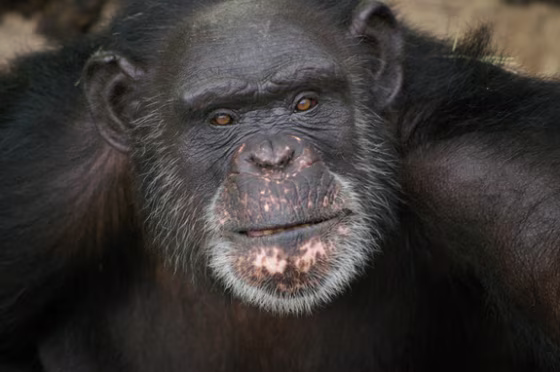 Chimp2