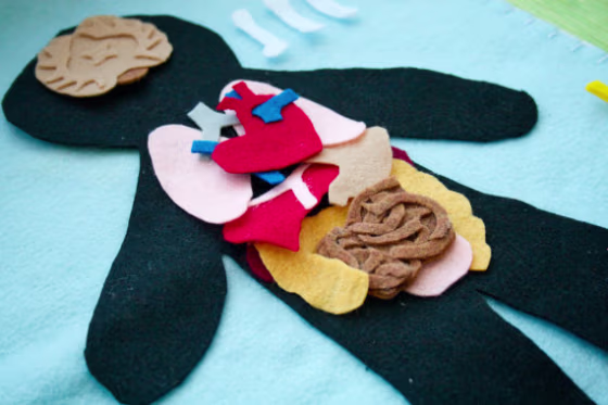 Image: Human anatomy felt set