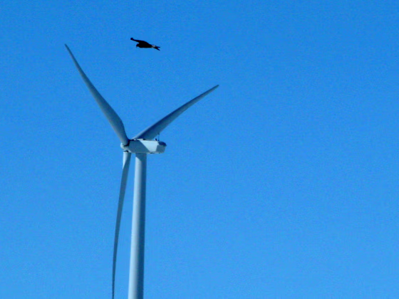 In this April 18, 2013, photo, a golden eagle is seen flying over a wind turbine on Duke energy's top of the world windfarm in Converse County Wyo. The company has reported 10 golden eagle deaths since it started operation in 2009.