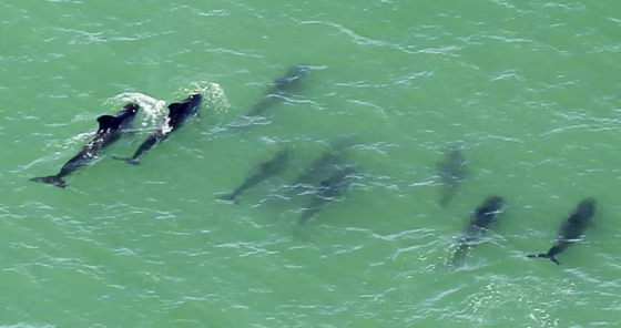 A group of stranded short-finned pilot whales is guided by a boat (not shown) to deeper waters in Everglades National Park, Fla., on Dec. 5.