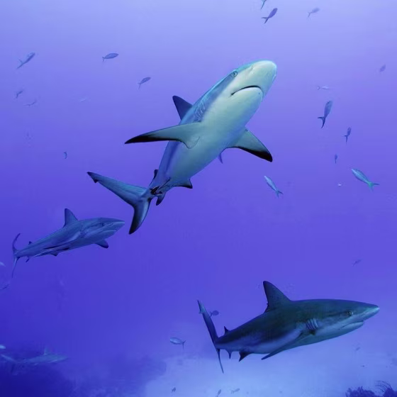 Shark