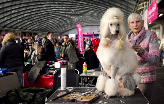 A woman combs her dog at the Winner Dog Show in Amsterdam on Saturday, Nov. 26, 2011.