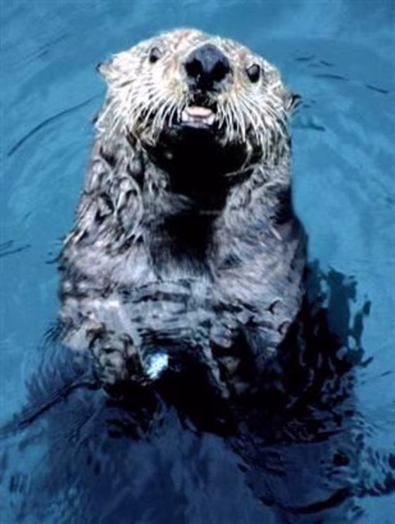 This Alaska sea otter from the waters off of the Aleutian Island of Adak looks healthy enough. Its brethren in England aren't faring so well.