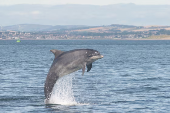 Image: Dolphin