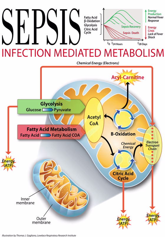 Sepsis leads to an energy crisis that appears to be linked to decreased energy production due to problems in fatty acid beta-oxidation and the citric...