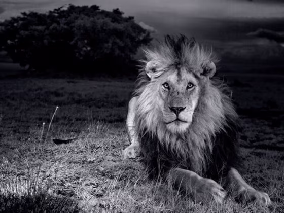 PERMITTED USE: This image may be downloaded or is otherwise provided at no charge for one-time use for coverage or promotion of National Geographic ma...