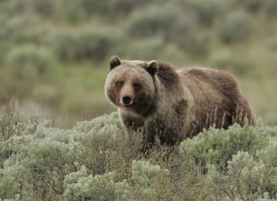 Grizzly