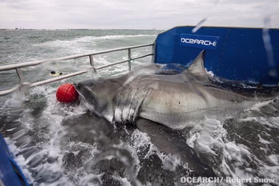 Shark