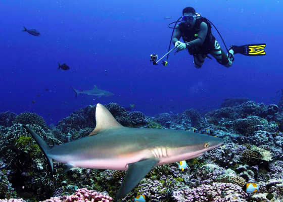 Shark ecotourism currently generates more than $314 million annually, according to researchers from the University of British Columbia in Canada.