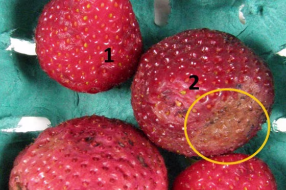 Strawberry