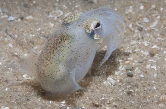 The southern bottletail squid grows up to 6 inches in length and occupies the waters off the coast of Australia.