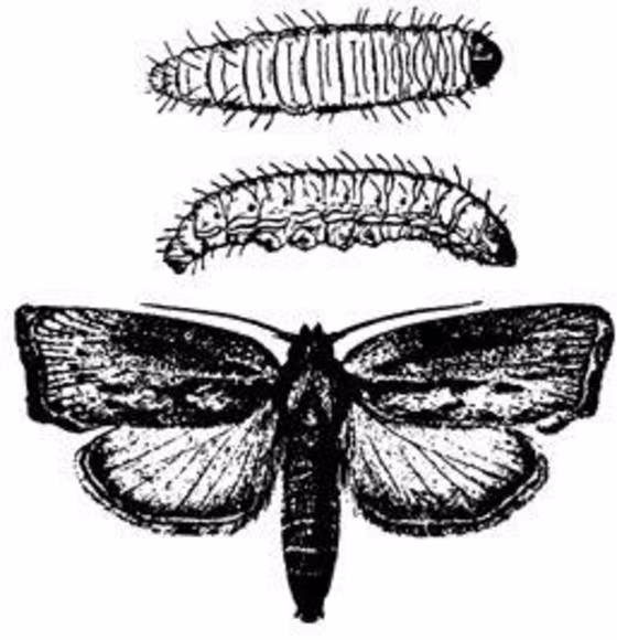 The phases of a greater wax moth.