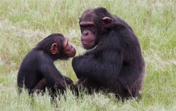 Chimpanzees sit in an enclosure at the Chimp Eden rehabilitation center, near Nelspruit, South Africa in this February 2011 photo.
