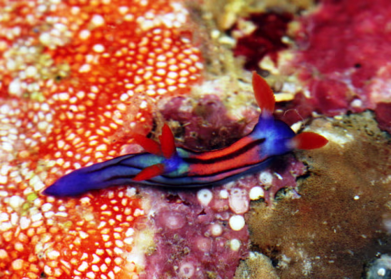 This species of Nembrotha nudibranch (also known as sea slug) was found during the California Academy of Sciences' 2011 Philippine Biodiversity Expedition. Click through a slideshow featuring the new species.