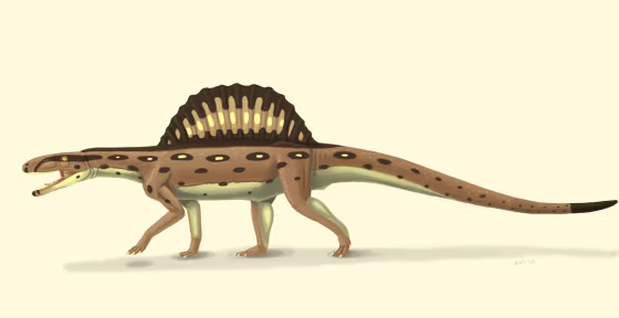 An artist's conception shows the sail-backed creature known as Xilousuchus sapingensis, which existed 247 million to 252 million years ago. A new analysis of fossilized Xilousuchus bones suggests that crocodiles diverged from birds and dinosaurs earlier than some experts previously thought