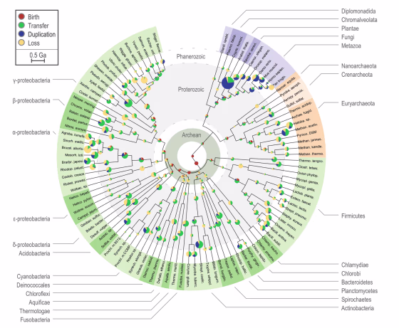 The figure shows the evolution of gene families in ancient genomes across the Tree of Life. The sizes of the little pie charts scale with the number of evolutionary events in lineages, slices indicate event types: gene birth (red), duplication (blue), horizontal gene transfer (green), and loss (yellow). The Archean Expansion period (3.33 to 2.85 billion years ago) is highlighted in green. Click here to see a larger version of the image.