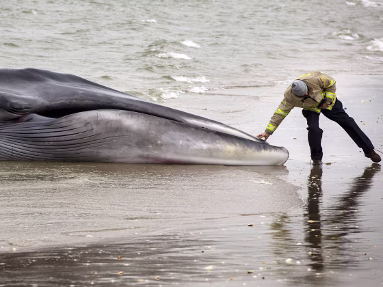 An emergency personnel reaches out to touch a deceased beached whale in the Queens borough region of Breezy Point, New York, December 27, 2012.