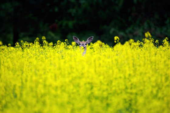 A deer peeks out from a field in Spokane, Wash., June 24.