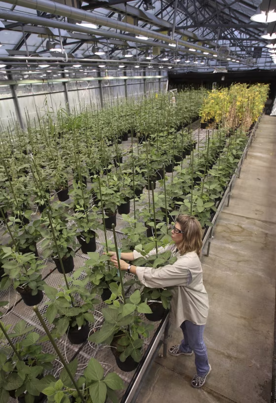 Monsanto employee Nancy Brumley ties up a stalk of soybean in the at a Monsanto Research facility in Chesterfield, Mo., in 2009.