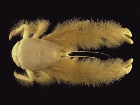 Image: Kiwa hirsuta